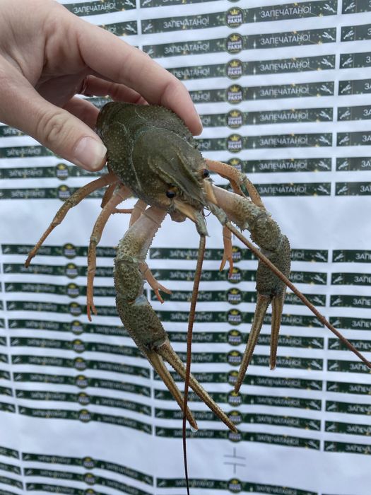 Раки, Крабы, Креветки, Сеты