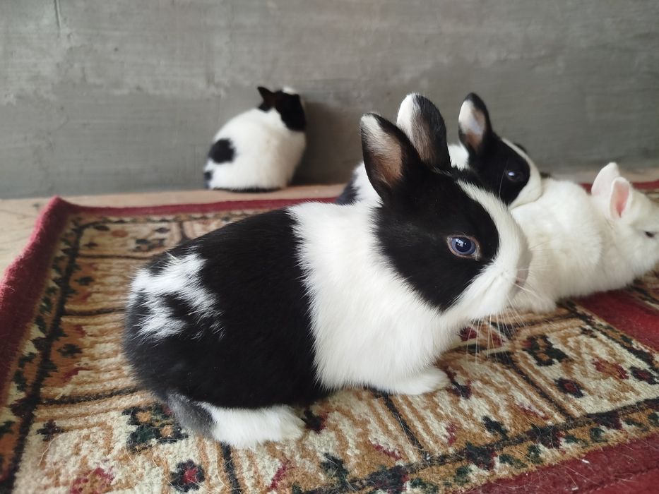 Карлик куёнчалар