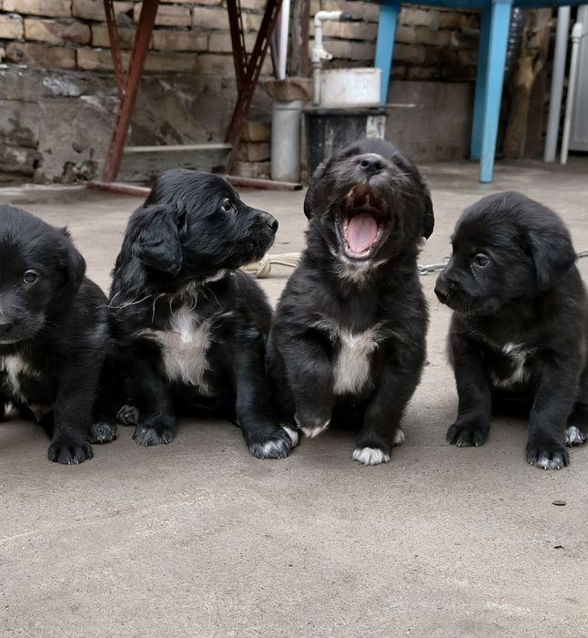 Щенки метисы, отдаем в добрые руки