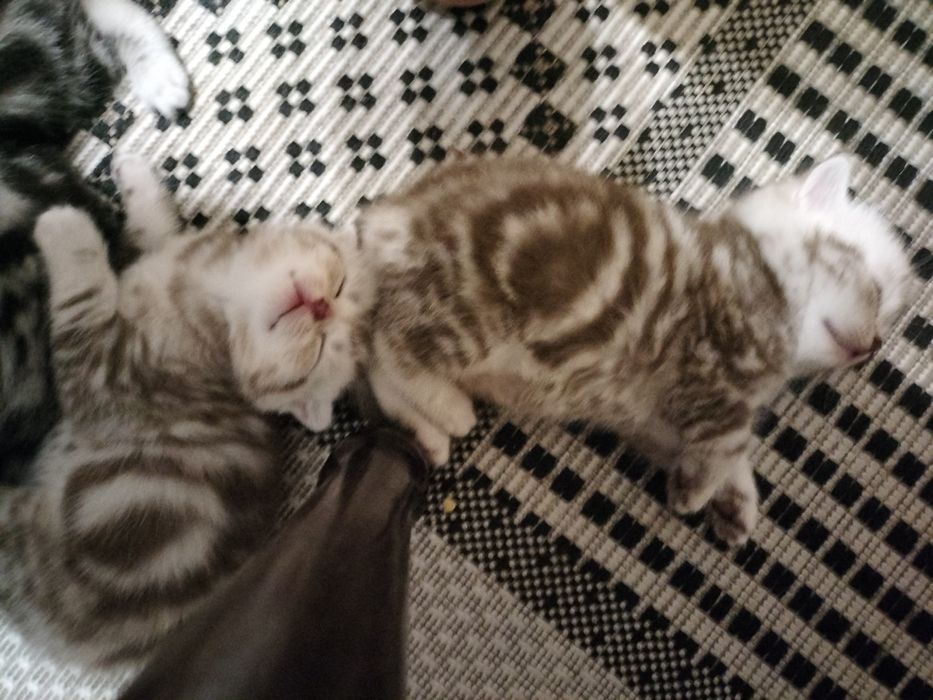 Котята ,, Скоттиш фолд,,  Скоттиш страйт