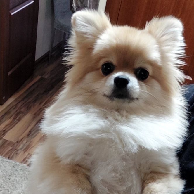 Срочно продаём Шпица (девочка)