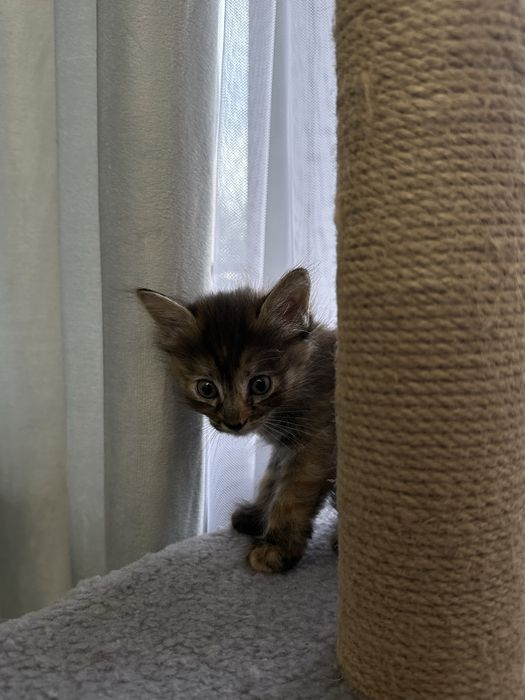 Отдам котят в хорошие руки
