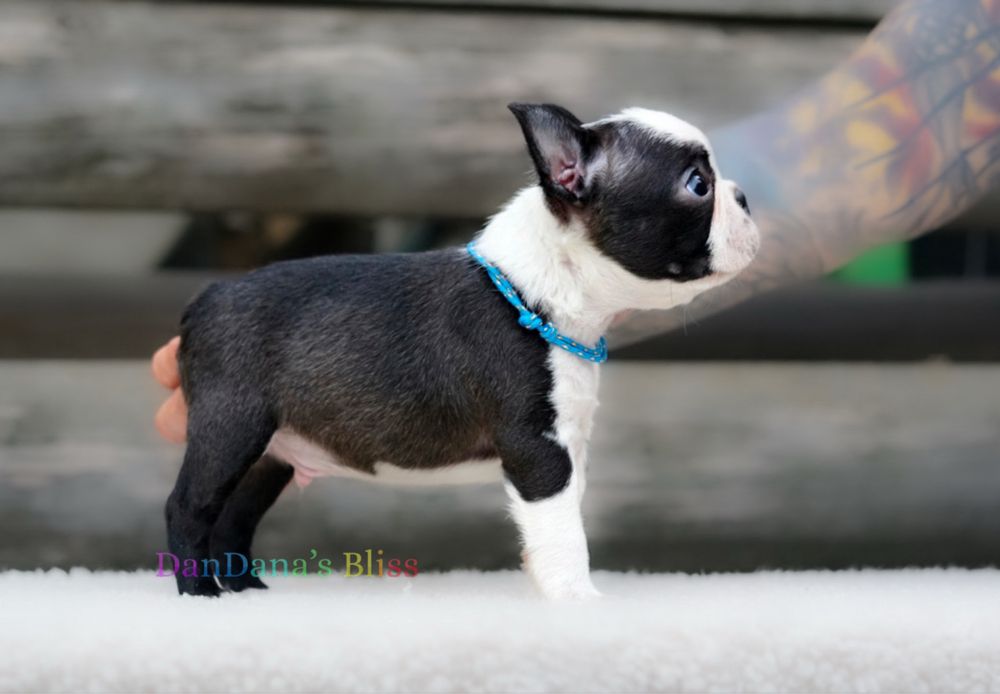 Boston Terrier cu pedigree - baietel