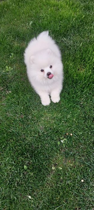 Mascul pomeranian mini  spitz