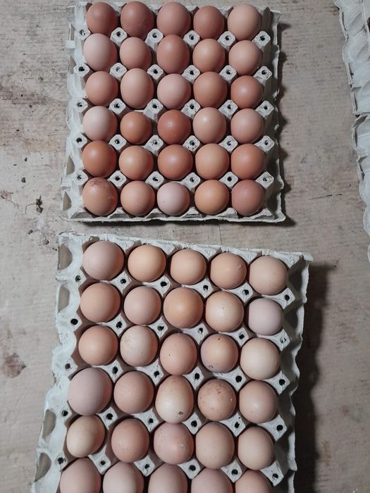Ouă de găină producător local