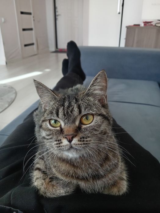 Кошка в месте игрушки