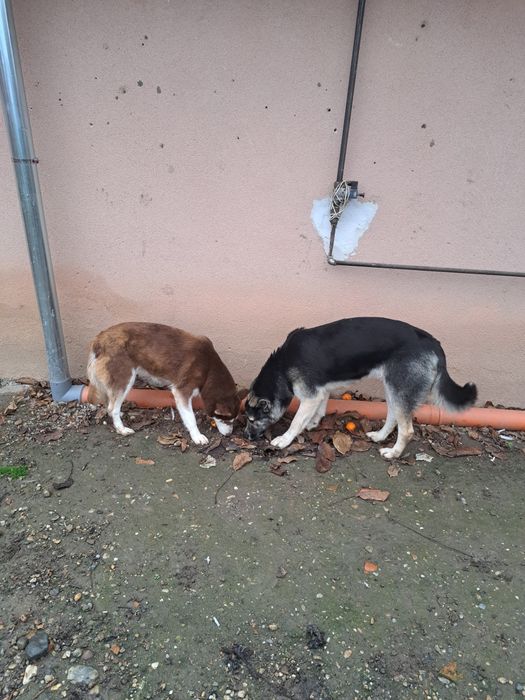 Donez  două cățelușe !