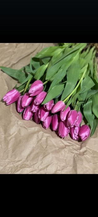 Тюльпаны голладский сорт оптом с теплиц!!!