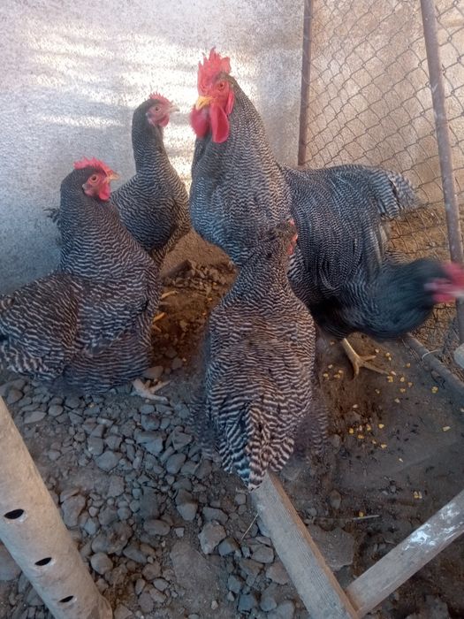 Vând ouă pentru incubat
