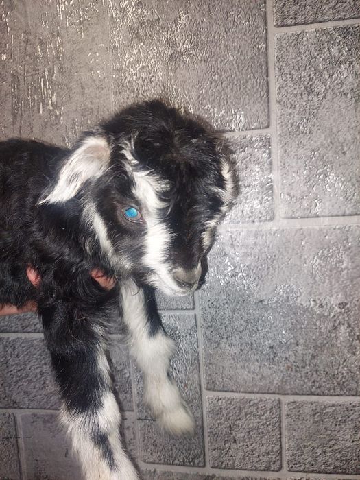 Продам козлика от дойных коз