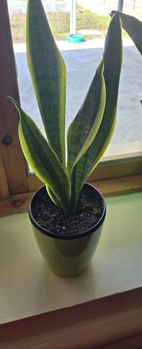 Xonaki gullar sotiladi