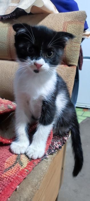 Котенок в добрые руки