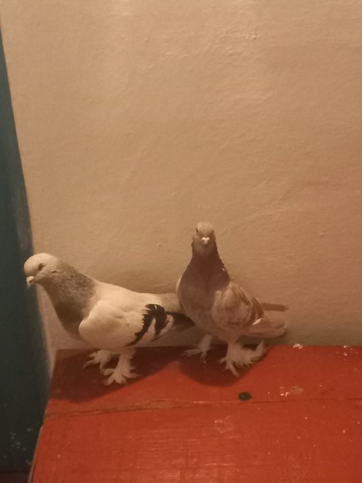 Продаются голуби таклы