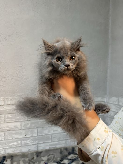 продаются котята