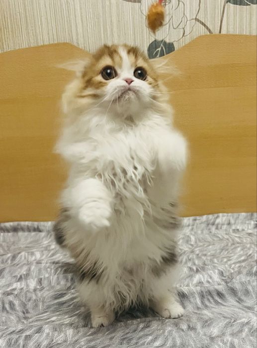 Шотландские девочки!