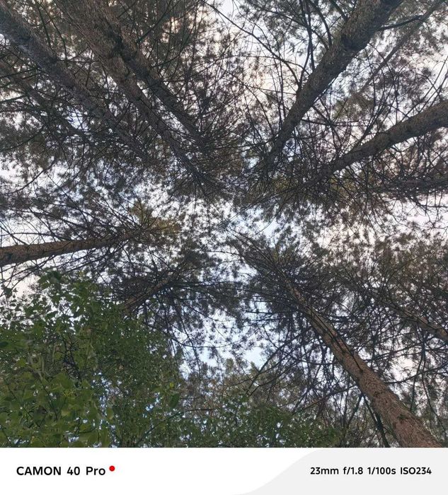 KUMUSHKON sanatoriya oldidan zor YER 55 sotok 80 yillik archala
