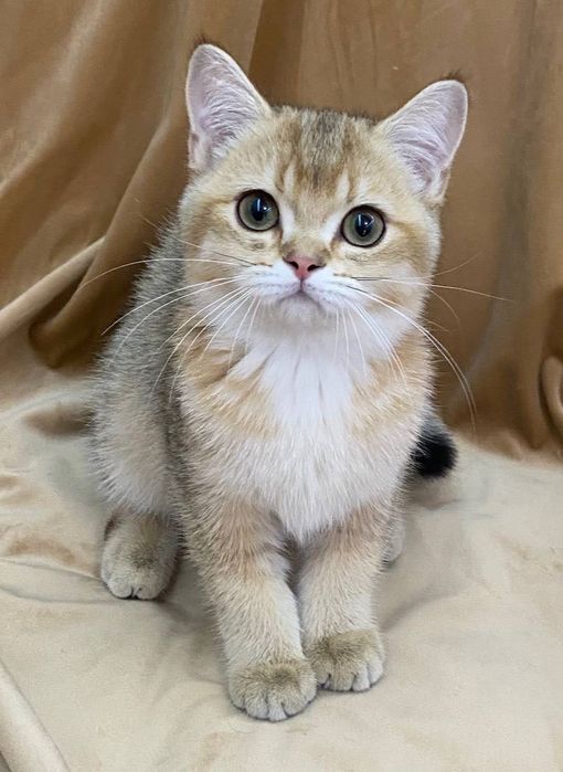 Срочно Британские золотые котята шиншиллы. Официальный питомник.