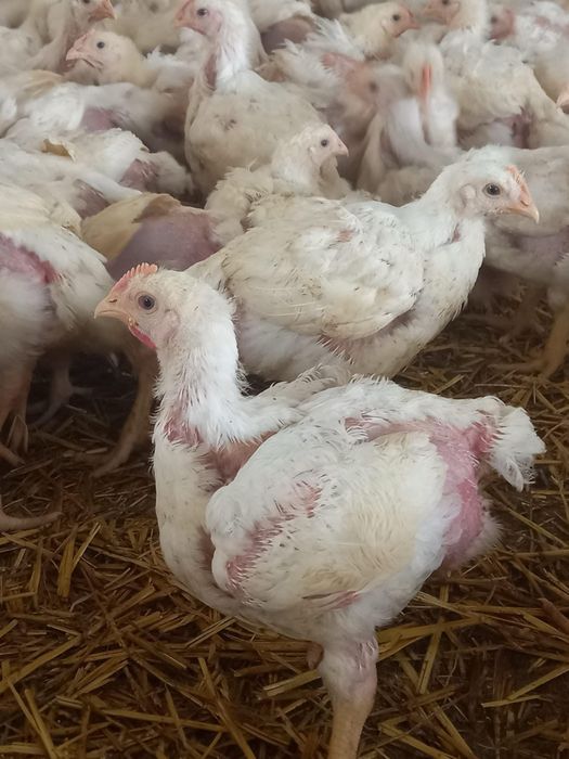 Livrez pui la domiciliu pui alb de carne