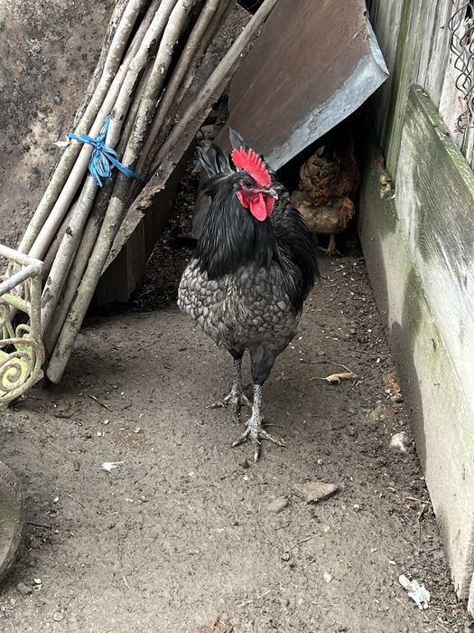Cocoși australorp gentica de top