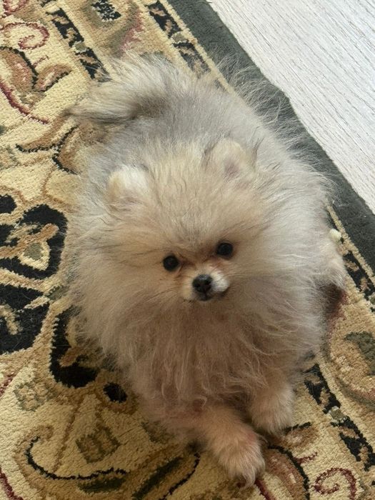 Продам померанского шпица