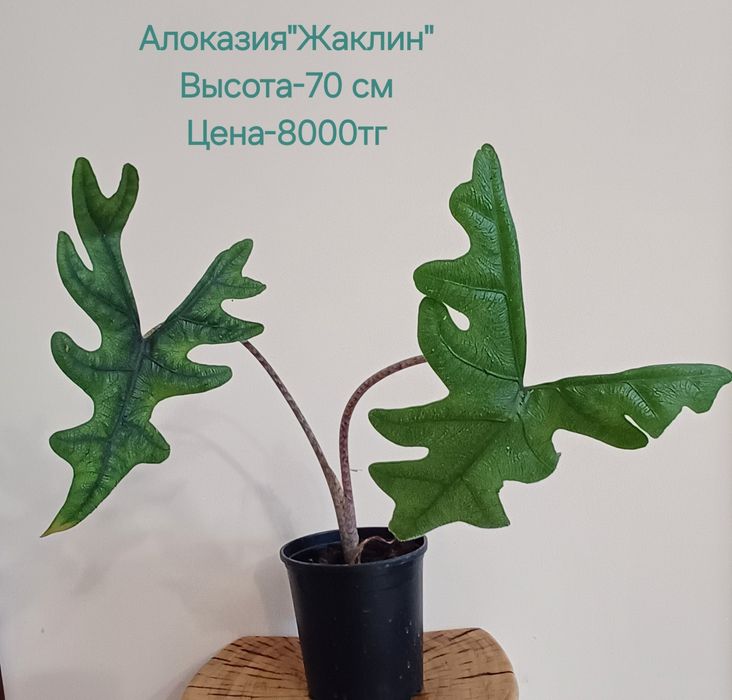 Комнатные цветы!