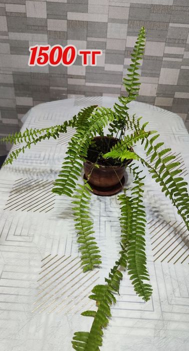 Разные комнатные цветы