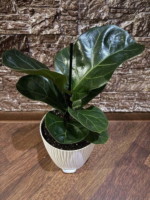 Фикус Лирата и Робуста