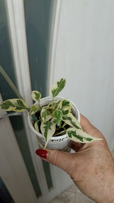 В продаже Сортовые Фикусы
