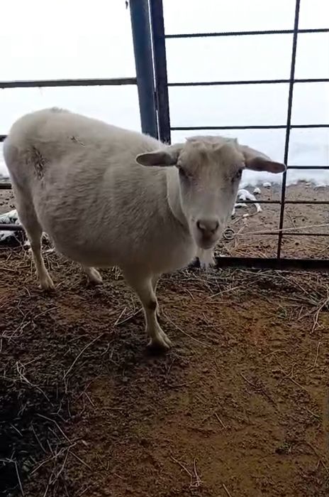 Занен тоқал ешкі сатылады