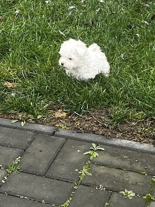 Vand Maltez femela+mascul Rasa pura