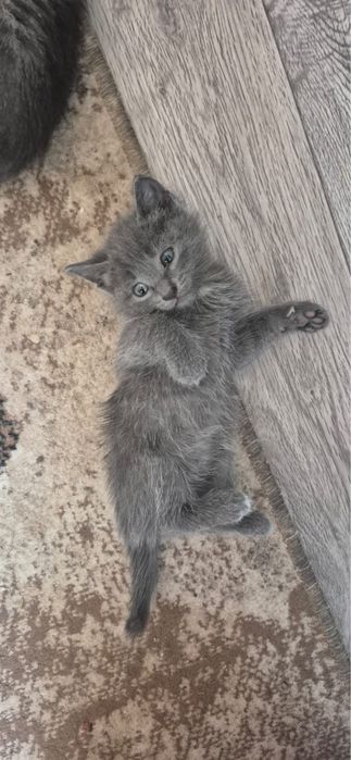 Отдам котят в добрые руки!!!