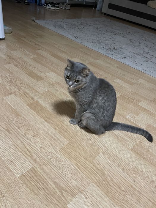Кошку в добрые руки