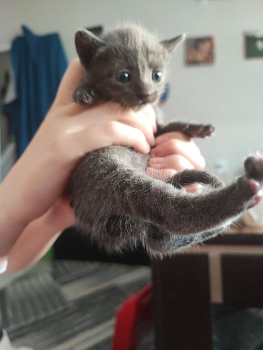 Отдавам  домашни котенца