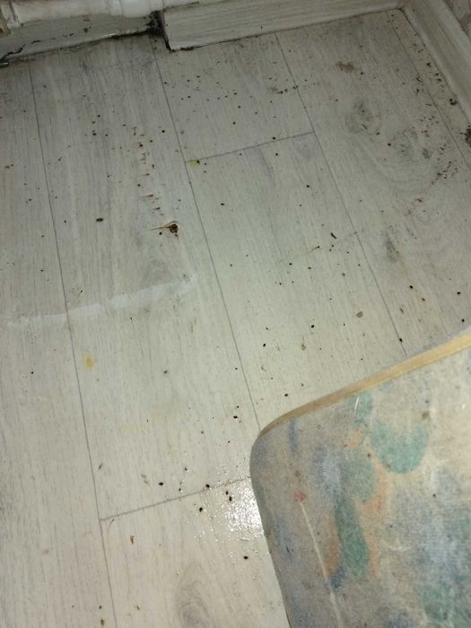 Дезинсекция , дератизация