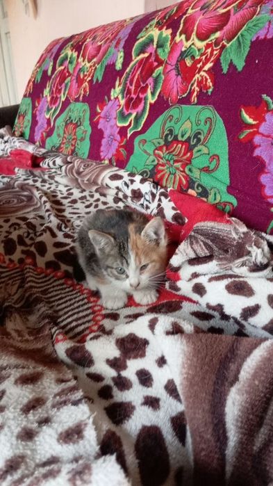 Котята даром в добрые руки