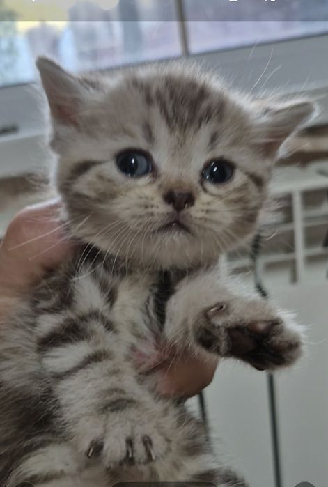 Котята 1.5 месяца