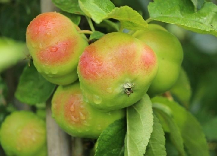 Mar (Soiul Apistar )