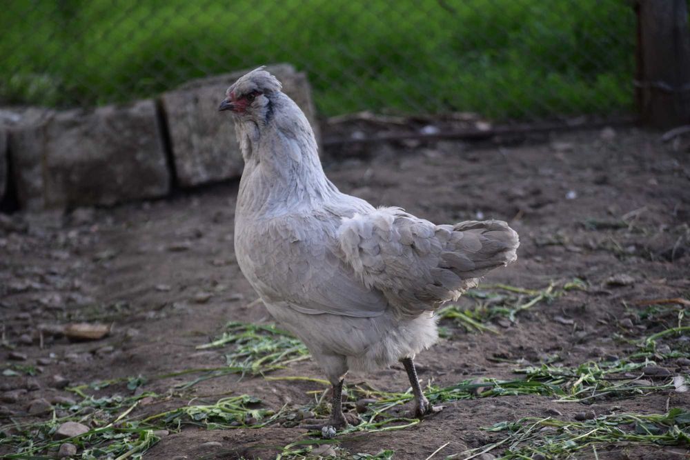 British Araucana Lavender
