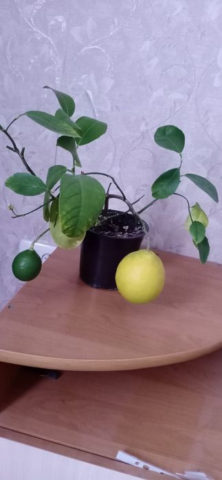 Продам цветы  многолетники