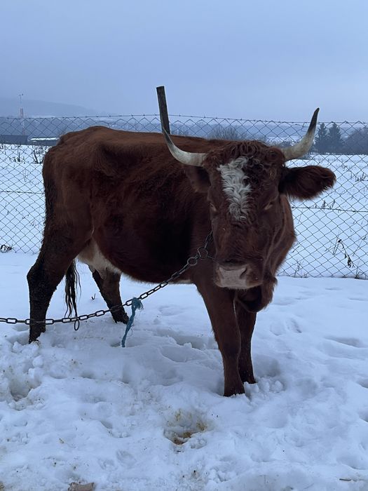 De vanzare vaca de 4 ani