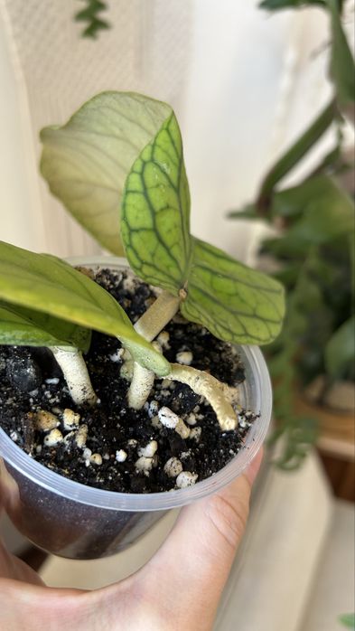 Хойя мередит мередичи