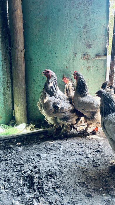 Продам кур с петухаом полубрамы