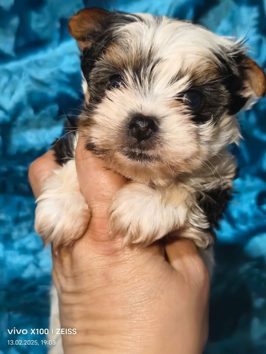 Очаровательные щенки бивера.