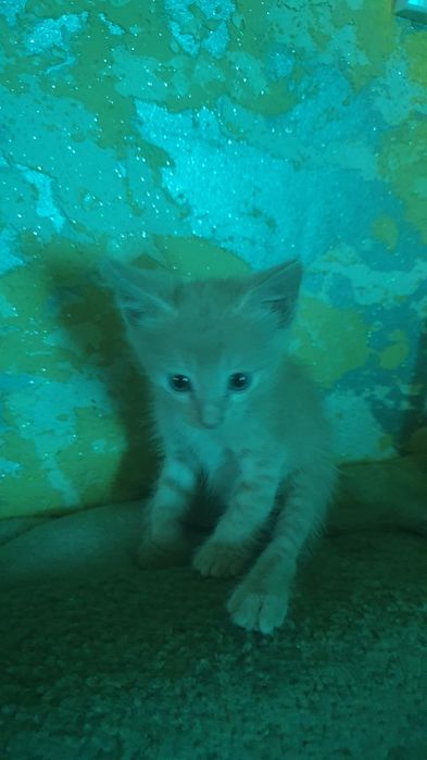 Котята ищут дом.