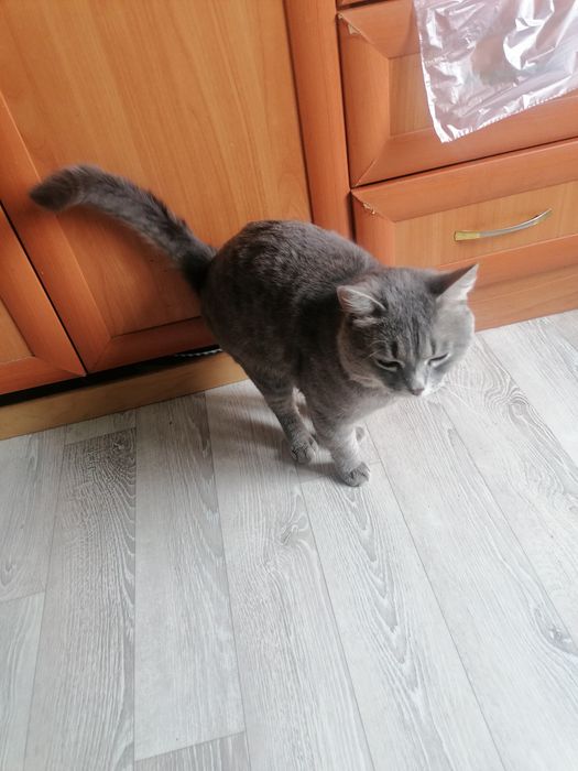 !!!Срочно!!! Отдам в добрые руки кота.