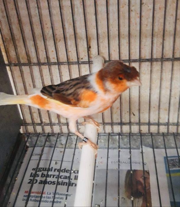 Canar motat 2025 mascul