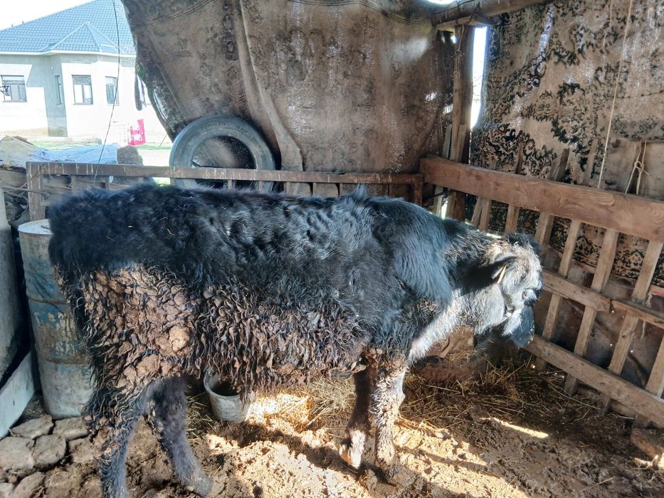 Животные корова и бык