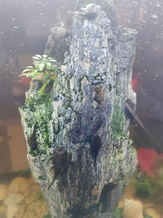 Сомы | Сомики | Сомята анцитрус