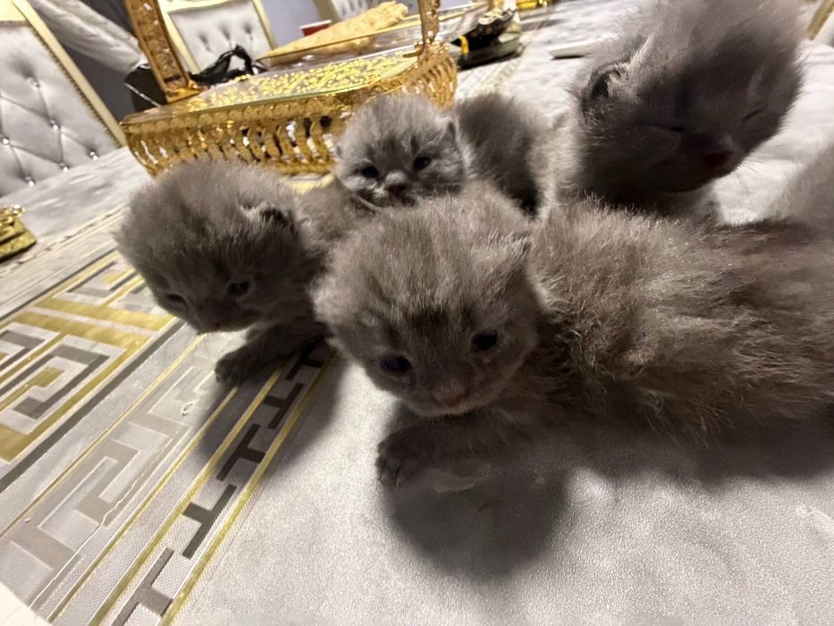 Продается чистокровный котята