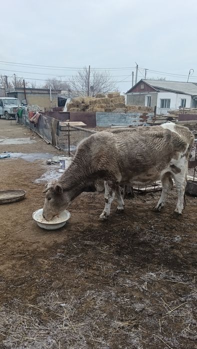 Ассалаумағалейкум